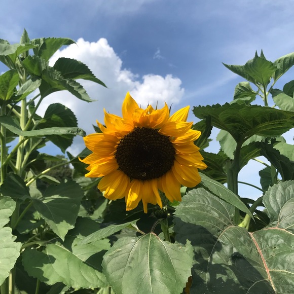 flower_ch_i_ld